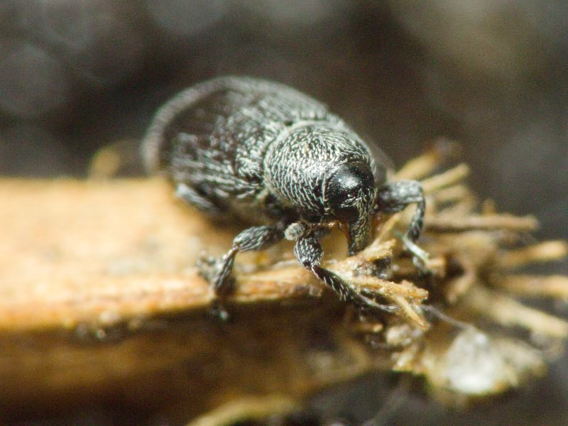 Gymnetron melanarium Germar, 1821